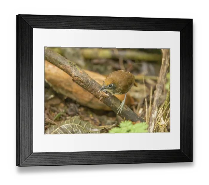 Framed Print : Bicolored antbird (Gymnopithys bicolor) feeding on cricket prey, La Selva Biological Station, Costa Rica Framed Print : Bicolored antbird (Gymnopithys bicolor) feeding on cricket prey, La Selva Biological Station, Costa Rica