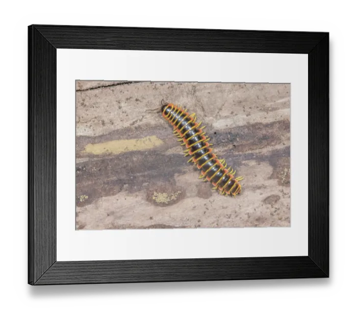 Framed Print : Black-and-gold flat millipede (Apheloria virginiensis) portrait, Montgomery County, Pennsylvania, USA. June Framed Print : Black-and-gold flat millipede (Apheloria virginiensis) portrait, Montgomery County, Pennsylvania, USA. June