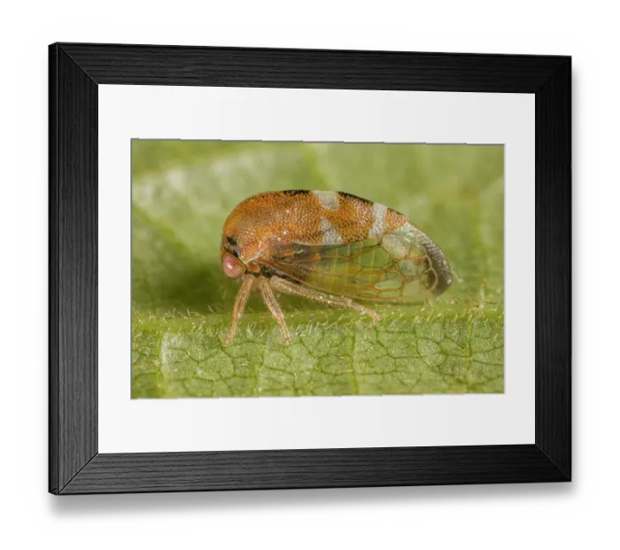 Framed Print : Treehopper (Cyrtolobus togatus) portrait, Pennsylvania, USA. May Framed Print : Treehopper (Cyrtolobus togatus) portrait, Pennsylvania, USA. May