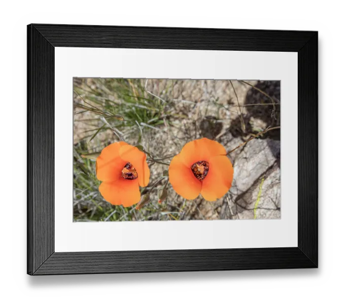 Framed Print : Desert mariposa lily (Calochortus kennedyi) in flower, Sabino Canyon, Pima County, Arizona, USA. April Framed Print : Desert mariposa lily (Calochortus kennedyi) in flower, Sabino Canyon, Pima County, Arizona, USA. April