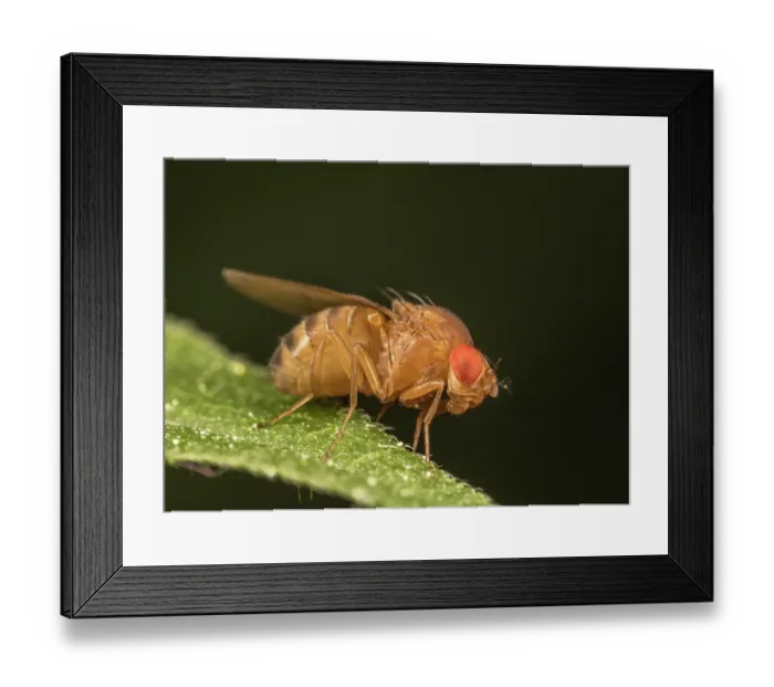 Framed Print : Immigrant fruit fly ((Drosophila immigrans) portrait, Pennsylvania, USA. May