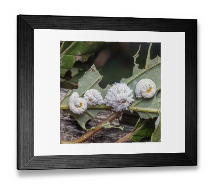 Framed Print : Dogwood sawfly (Macremphytus sp.) larvae on a leaf, Pennsylvania, USA. August Framed Print : Dogwood sawfly (Macremphytus sp.) larvae on a leaf, Pennsylvania, USA. August