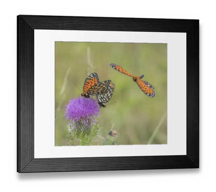 Framed Print : Eastern regal fritillary butterflies (Argynnis idalia idalia) mating pair on Pature thistle (Cirsium pumilum) with another female in flight, Fort Indiantown Gap, Pennsylvania Framed Print : Eastern regal fritillary butterflies (Argynnis idalia idalia) mating pair on Pature thistle (Cirsium pumilum) with another female in flight, Fort Indiantown Gap, Pennsylvania