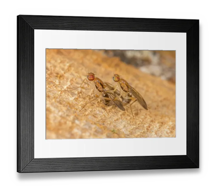 Framed Print : Druid flies (Clusia lateralis) pair, mating on newly cut wood, Montgomery County, Pennsylvania, USA. July Framed Print : Druid flies (Clusia lateralis) pair, mating on newly cut wood, Montgomery County, Pennsylvania, USA. July