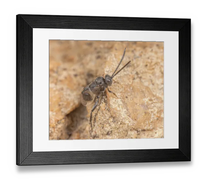 Framed Print : Ensign wasp (Evaniidae) portrait, Montgomery County, Pennsylvania, USA. June Framed Print : Ensign wasp (Evaniidae) portrait, Montgomery County, Pennsylvania, USA. June