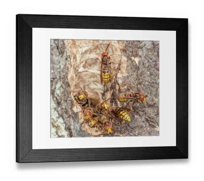 Framed Print : Group of European hornets (Vespa crabro) around entrance to nest, Pennsylvania, USA. October Framed Print : Group of European hornets (Vespa crabro) around entrance to nest, Pennsylvania, USA. October