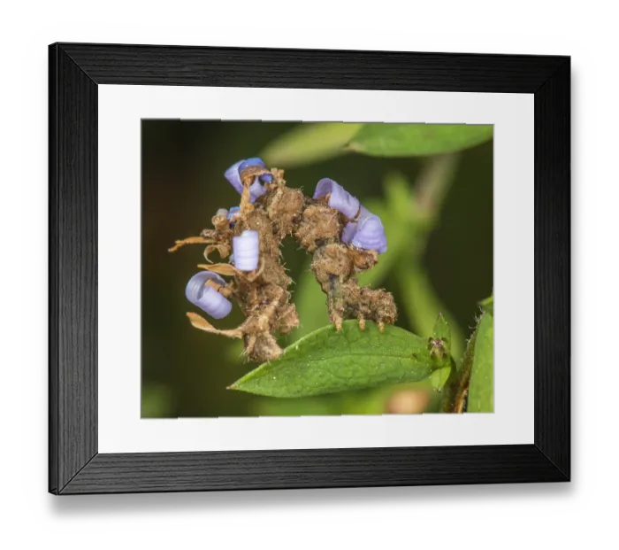 Framed Print : Wavy-lined emerald moth (Synchlora aerata) caterpillar camouflaged among Aster flower, Pennsylvania, USA. October Framed Print : Wavy-lined emerald moth (Synchlora aerata) caterpillar camouflaged among Aster flower, Pennsylvania, USA. October