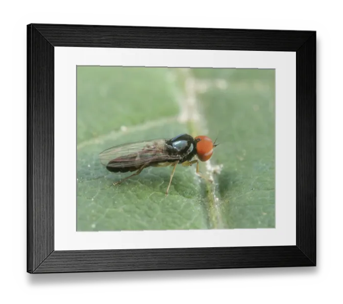 Framed Print : Flat-footed fly (Bertamyia notata) male, portrait, Montgomery County, Pennsylvania, USA. July Framed Print : Flat-footed fly (Bertamyia notata) male, portrait, Montgomery County, Pennsylvania, USA. July
