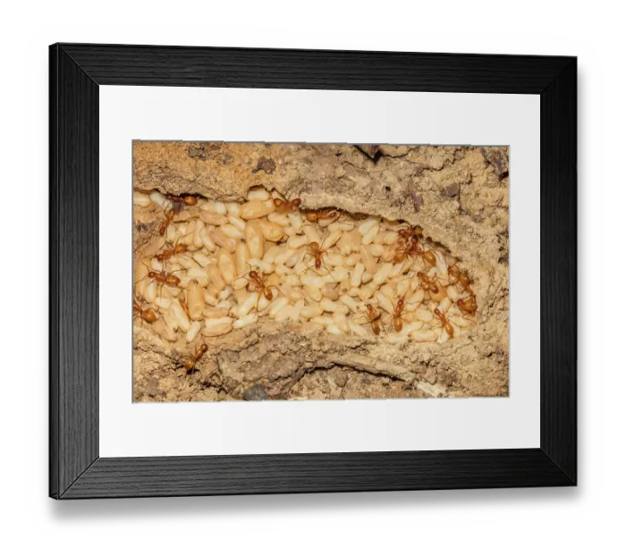 Framed Print : Chestnut carpenter ants (Camponotus castaneus) in nest with pupae, Pennsylvania, USA. August Framed Print : Chestnut carpenter ants (Camponotus castaneus) in nest with pupae, Pennsylvania, USA. August
