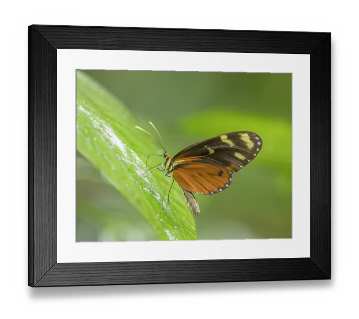 Framed Print : Polymnia tigerwing (Mechanitis polymnia) feeding on bird dropping on a leaf, La Selva Biological Station, Costa Rica