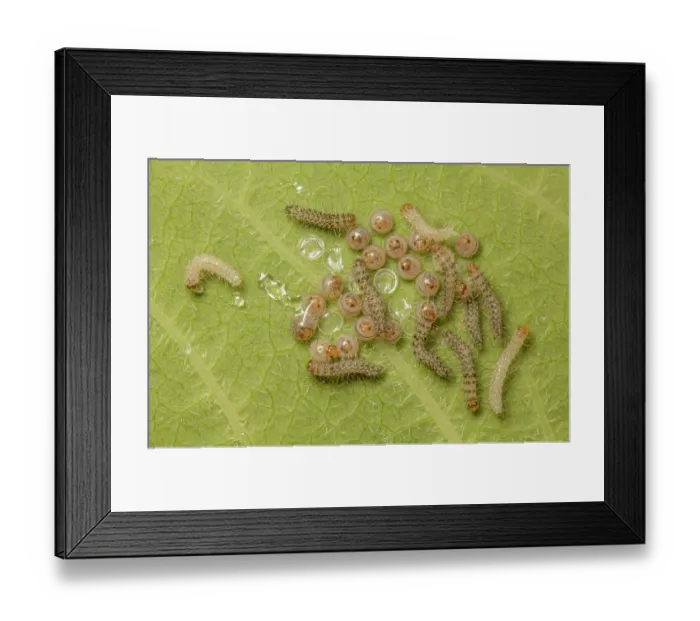 Framed Print : Delicate cycnia (Cycnia tenera) hatching eggs and caterpillars, on Hemp dogbane (Apocynum cannabinum) leaf, Pennsylvania, USA. June
