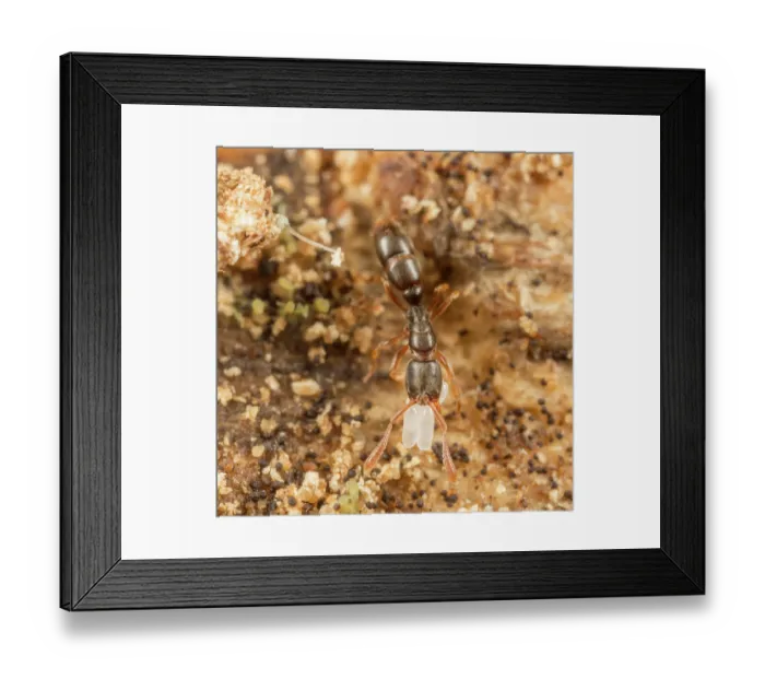 Framed Print : Common porthole ant (Ponera pennsylvanica) worker carrying eggs, Pennsylvania, USA. July Framed Print : Common porthole ant (Ponera pennsylvanica) worker carrying eggs, Pennsylvania, USA. July