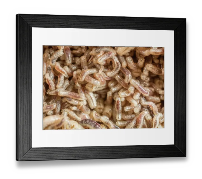 Framed Print : Blow fly (Calliphoridae) maggots in deer carcass, Pennsylvania, USA. June Framed Print : Blow fly (Calliphoridae) maggots in deer carcass, Pennsylvania, USA. June