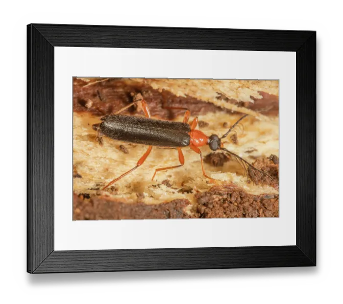 Framed Print : Canada fire-colored beetle (Dendroides canadensis) portrait, Pennsylvania, USA. June Framed Print : Canada fire-colored beetle (Dendroides canadensis) portrait, Pennsylvania, USA. June