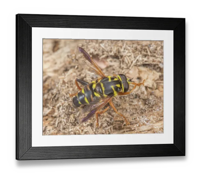 Framed Print : Carolinean elegant wasp (Meromacrus acutus) hoverfly mimic, grooming, Montgomery County, Pennsylvania, USA. June Framed Print : Carolinean elegant wasp (Meromacrus acutus) hoverfly mimic, grooming, Montgomery County, Pennsylvania, USA. June