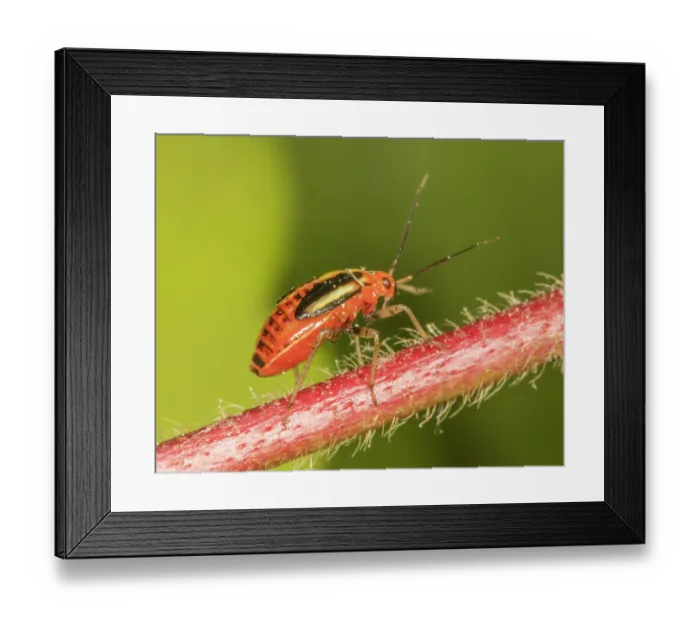 Framed Print : Fourlined plant bug (Poecilocapsus lineatus) nymph, portrait, Pennsylvania, USA. May Framed Print : Fourlined plant bug (Poecilocapsus lineatus) nymph, portrait, Pennsylvania, USA. May