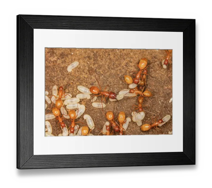 Framed Print : Chestnut carpenter ants (Camponoutus castaneus) workers caring for larvae in nest under a rock, Pennsylvania, USA. June