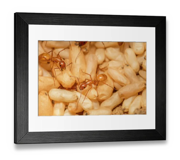 Framed Print : Chestnut carpenter ants (Camponotus castaneus) in nest with pupae, Pennsylvania, USA. August
