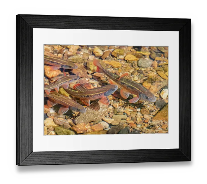 Framed Print : Group of Common shiners (Luxilus cornutus) breeding colours, in stream, Pennsylvania, USA. April Framed Print : Group of Common shiners (Luxilus cornutus) breeding colours, in stream, Pennsylvania, USA. April