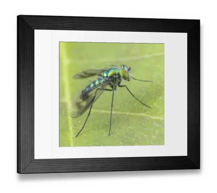Framed Print : Long-legged fly (Condylostylus patibulatus) portrait, Philadelphia, Pennsylvania, USA. June Framed Print : Long-legged fly (Condylostylus patibulatus) portrait, Philadelphia, Pennsylvania, USA. June