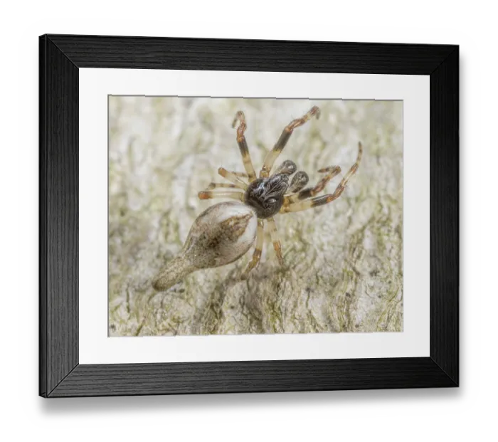 Framed Print : Conical trashline orbweaver (Cyclosa conica) portrait, Montgomery County, Pennsylvania, USA. April Framed Print : Conical trashline orbweaver (Cyclosa conica) portrait, Montgomery County, Pennsylvania, USA. April