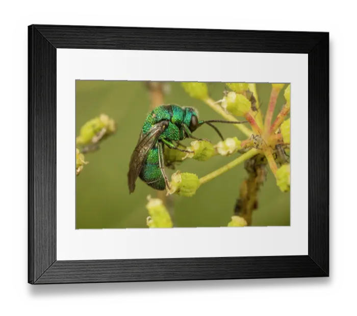 Framed Print : Cuckoo wasp (Holopyga sp.) feeding on Poison hemlock (Conium maculatum) flower, Pennsylvania, USA. June Framed Print : Cuckoo wasp (Holopyga sp.) feeding on Poison hemlock (Conium maculatum) flower, Pennsylvania, USA. June