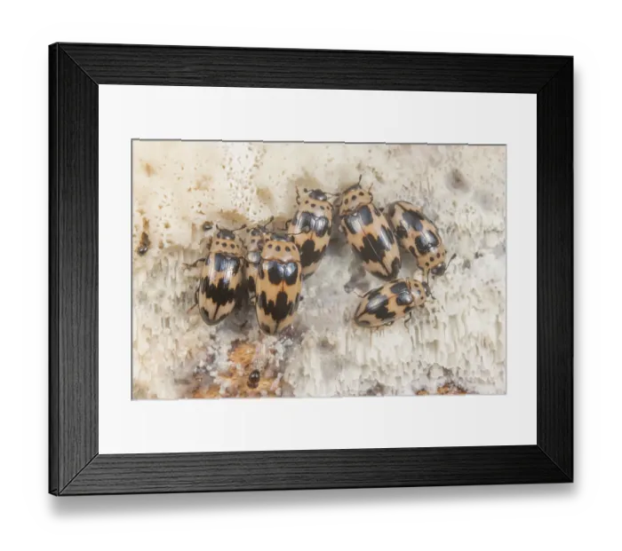 Framed Print : Group of Four-spotted fungus beetles (Ischyrus quadripunctatus) on fungus, Montgomery County, Pennsylvania, USA. August Framed Print : Group of Four-spotted fungus beetles (Ischyrus quadripunctatus) on fungus, Montgomery County, Pennsylvania, USA. August