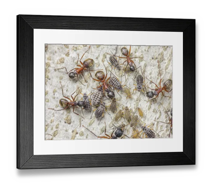 Framed Print : Ferruginous carpenter ants (Camponotus chromaiodes) tending to Giant bark aphids (Longistigma caryae) in mutualistic symbiosis, on American beech (Fagus grandifolia) tree Framed Print : Ferruginous carpenter ants (Camponotus chromaiodes) tending to Giant bark aphids (Longistigma caryae) in mutualistic symbiosis, on American beech (Fagus grandifolia) tree
