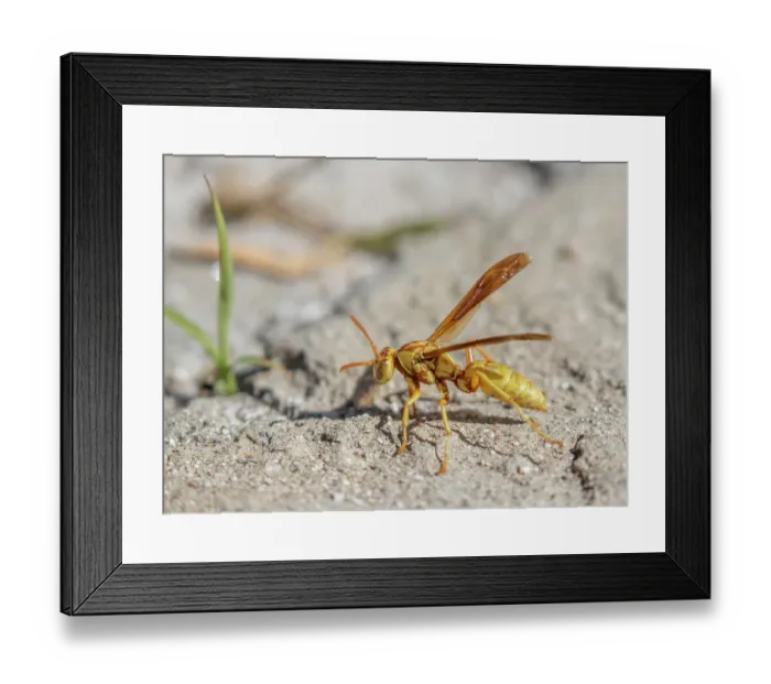 Framed Print : Golden paper wasp (Polistes aurifer) portrait, Sabino Canyon, Arizona, USA. April Framed Print : Golden paper wasp (Polistes aurifer) portrait, Sabino Canyon, Arizona, USA. April
