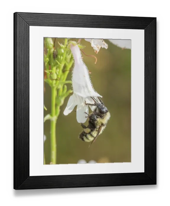 Framed Print : Golden northern bumble bee (Bombus fervidus) visiting Foxglove beardtongue (Penstemon digitalis) flower, Pennsylvania, USA. June Framed Print : Golden northern bumble bee (Bombus fervidus) visiting Foxglove beardtongue (Penstemon digitalis) flower, Pennsylvania, USA. June