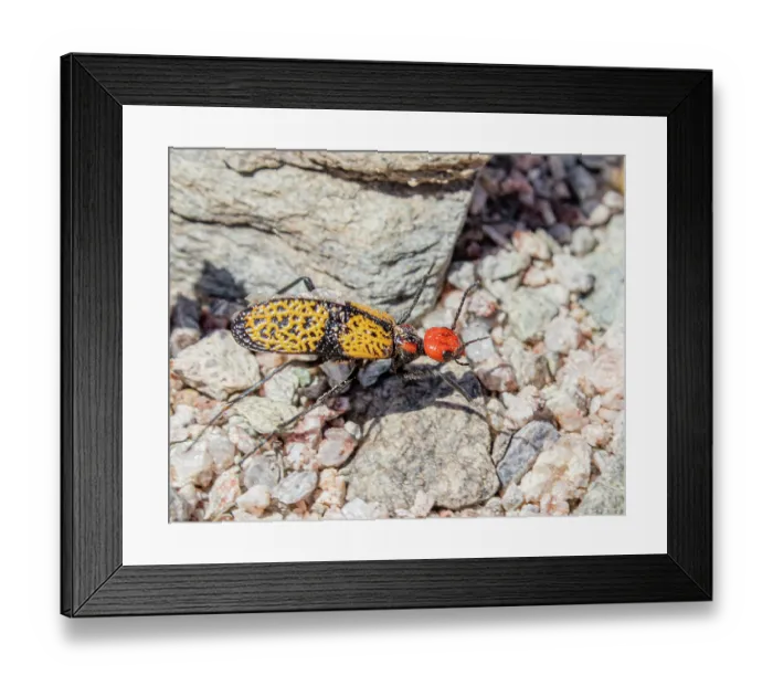 Framed Print : Iron cross blister beetle (Tegrodera aloga) showing warning colouration advertising toxic secretions, Organ Pipe Cactus National Monument, Arizona, USA. April
