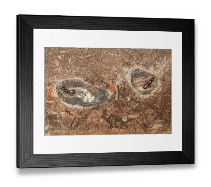 Framed Print : Two new Ferruginous carpenter ant (Camponotus chromaiodes) queens starting new colonies beneath bark of log. The left one includes eggs, larvae, pupae, and a young worker Framed Print : Two new Ferruginous carpenter ant (Camponotus chromaiodes) queens starting new colonies beneath bark of log. The left one includes eggs, larvae, pupae, and a young worker