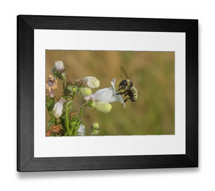 Framed Print : Golden northern bumble bee (Bombus fervidus) visiting Foxglove beardtongue (Penstemon digitalis) flower, Pennsylvania, USA. June Framed Print : Golden northern bumble bee (Bombus fervidus) visiting Foxglove beardtongue (Penstemon digitalis) flower, Pennsylvania, USA. June