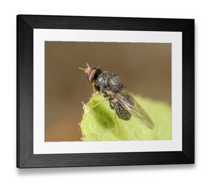 Framed Print : Soldier fly (Gowdeyana punctifera) portrait, Pennsylvania, USA. May