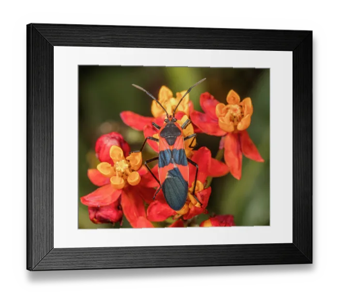 Framed Print : Large milkweed bug (Oncopeltus fasciatus) on Tropical milkweed (Asclepias curassavica) flower, Pennsylvania, USA. September Framed Print : Large milkweed bug (Oncopeltus fasciatus) on Tropical milkweed (Asclepias curassavica) flower, Pennsylvania, USA. September