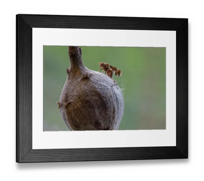 Framed Print : Goldenrod gall fly (Eurosta solidaginis) on gall from which it emerged, Pennsylvania, USA. April Framed Print : Goldenrod gall fly (Eurosta solidaginis) on gall from which it emerged, Pennsylvania, USA. April