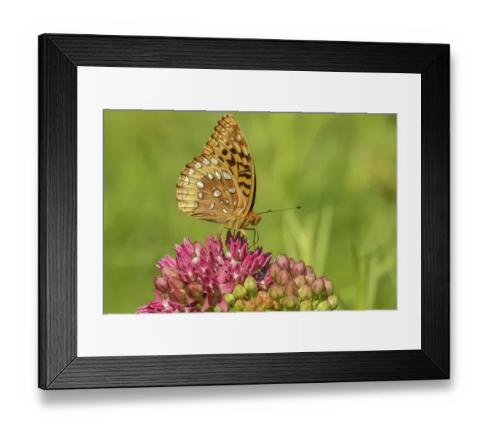 Framed Print : Great spangled fritillary (Speyeria cybele) nectaring on Purple milkweed (Asclepias purpurascens) flower, Pennsylvania, USA. June Framed Print : Great spangled fritillary (Speyeria cybele) nectaring on Purple milkweed (Asclepias purpurascens) flower, Pennsylvania, USA. June