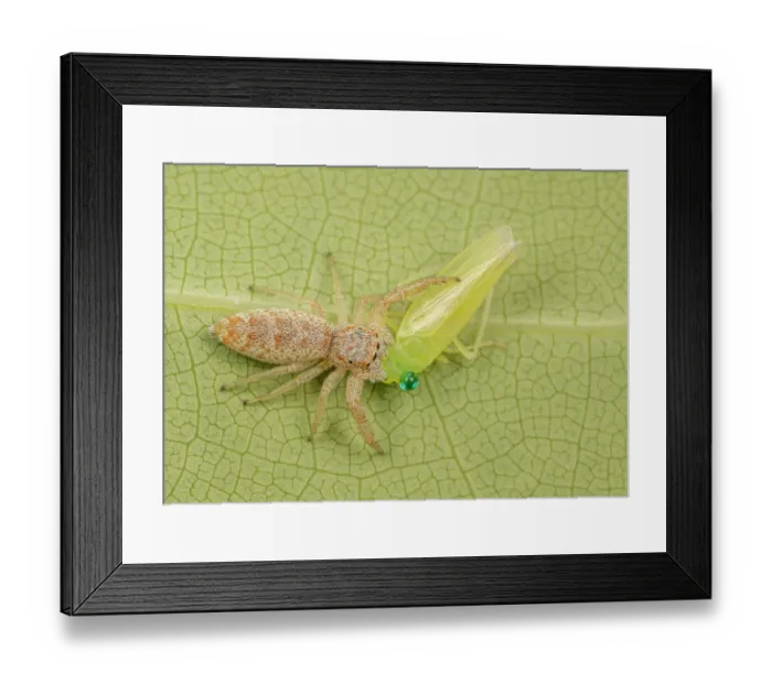 Framed Print : Long-jawed jumping spider (Hentzia sp.) feeding on Leafhopper (Cicadellidae) prey, Pennsylvania, USA. May Framed Print : Long-jawed jumping spider (Hentzia sp.) feeding on Leafhopper (Cicadellidae) prey, Pennsylvania, USA. May