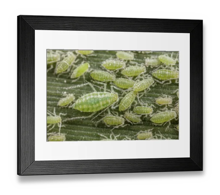 Framed Print : Mealy plum aphids (Hyalopterus pruni) on Phragmites leaf, Pennsylvania, USA. May Framed Print : Mealy plum aphids (Hyalopterus pruni) on Phragmites leaf, Pennsylvania, USA. May