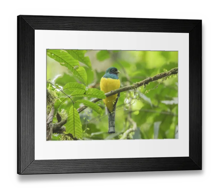 Framed Print : Northern black-throated trogon (Trogon tenellus) male, perched on branch, La Selva Biological Station, Costa Rica Framed Print : Northern black-throated trogon (Trogon tenellus) male, perched on branch, La Selva Biological Station, Costa Rica