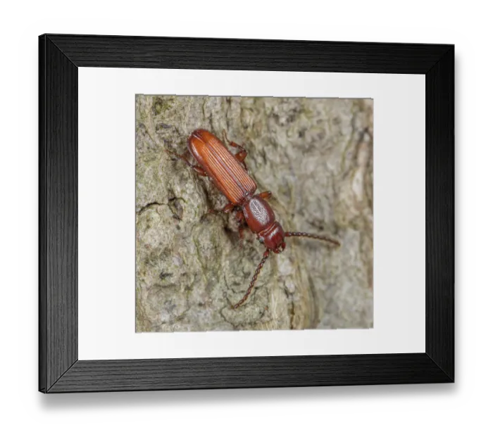 Framed Print : Parasitic flat bark beetle (Catogenus rufus) portrait, Pennsylvania, USA. May Framed Print : Parasitic flat bark beetle (Catogenus rufus) portrait, Pennsylvania, USA. May