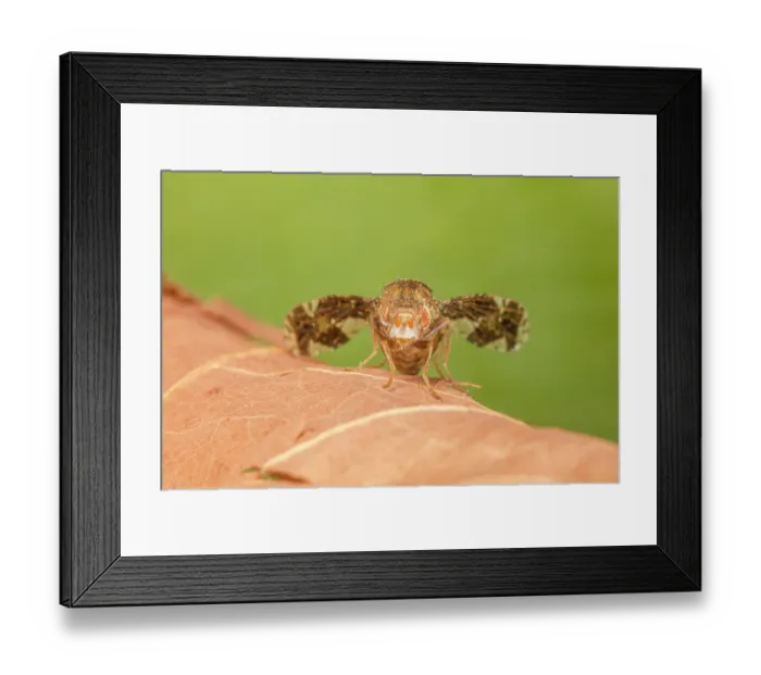 Framed Print : Goldenrod gall fly (Eurosta solidaginis) portrait, Pennsylvania, USA. April Framed Print : Goldenrod gall fly (Eurosta solidaginis) portrait, Pennsylvania, USA. April