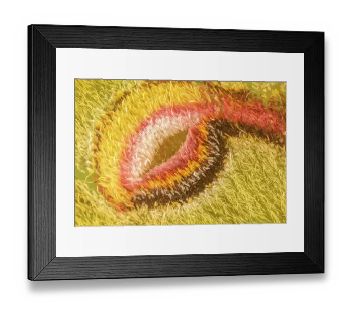 Framed Print : Luna moth (Actias luna) wing detail - wing scales forming eye spot, Pennsylvania, USA. June Framed Print : Luna moth (Actias luna) wing detail - wing scales forming eye spot, Pennsylvania, USA. June