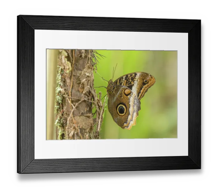 Framed Print : Banded owl-butterfly (Caligo atreus) resting on tree trunk, La Selva Biological Station, Costa Rica Framed Print : Banded owl-butterfly (Caligo atreus) resting on tree trunk, La Selva Biological Station, Costa Rica