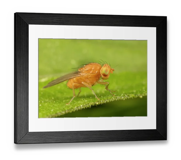 Framed Print : Lauxaniid fly (Poecilominettia sp.) portrait, Pennsylvania, USA. May Framed Print : Lauxaniid fly (Poecilominettia sp.) portrait, Pennsylvania, USA. May