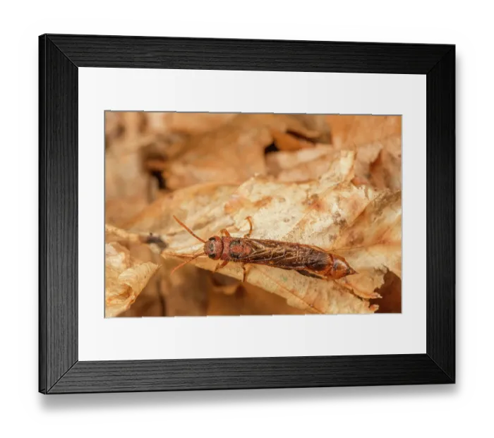 Framed Print : Pigeon horntail (Tremex columba) male, portrait, Pennsylvania, USA. July