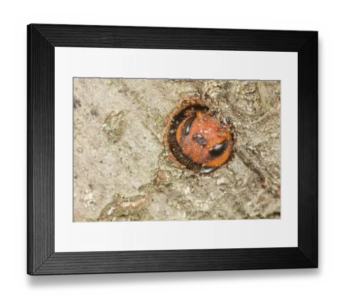 Framed Print : Pigeon horntail (Tremex columba) female, emerging from dead tree where it spent larval and pupal stages, Pennsylvania, USA. June Framed Print : Pigeon horntail (Tremex columba) female, emerging from dead tree where it spent larval and pupal stages, Pennsylvania, USA. June