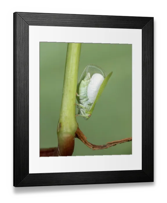 Framed Print : Planthopper parasite moth (Fulgoraecia exigua) caterpillar parasitizing a Green cone-headed planthopper (Acanalonia conica), John Heinz National Wildlife Refuge, Philadelphia Framed Print : Planthopper parasite moth (Fulgoraecia exigua) caterpillar parasitizing a Green cone-headed planthopper (Acanalonia conica), John Heinz National Wildlife Refuge, Philadelphia