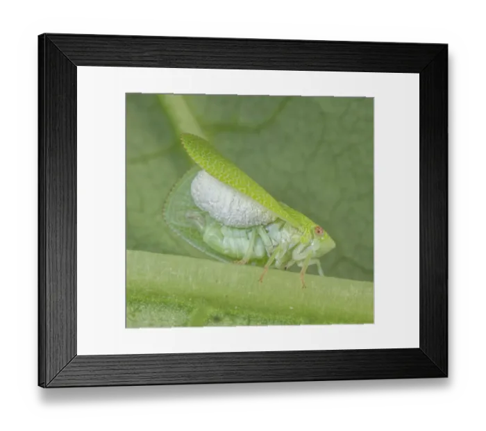 Framed Print : Planthopper parasite moth (Fulgoraecia exigua) caterpillar parasitizing a Green cone-headed planthopper (Acanalonia conica), John Heinz National Wildlife Refuge, Philadelphia Framed Print : Planthopper parasite moth (Fulgoraecia exigua) caterpillar parasitizing a Green cone-headed planthopper (Acanalonia conica), John Heinz National Wildlife Refuge, Philadelphia
