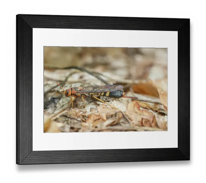Framed Print : Pigeon horntail (Tremex columba) female, newly emerged, Pennsylvania, USA. June